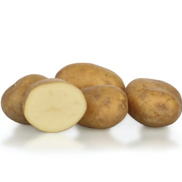 Kakšen krompir imamo, me je vprašal ….